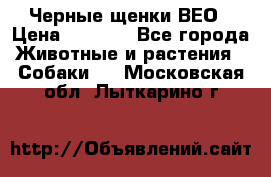 Черные щенки ВЕО › Цена ­ 5 000 - Все города Животные и растения » Собаки   . Московская обл.,Лыткарино г.